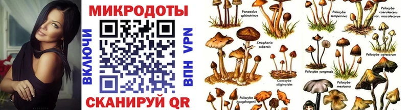 Галлюциногенные грибы Psilocybe  Новохопёрск 